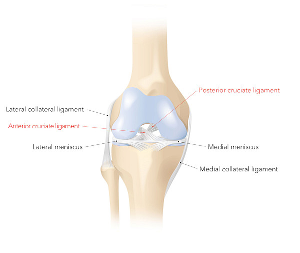 Illustration des ligaments collatéraux, des ligaments croisés et des ménisques du genou