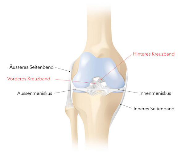 Grafik zu den Seitenbändern, Kreuzbändern und Menisken im Knie